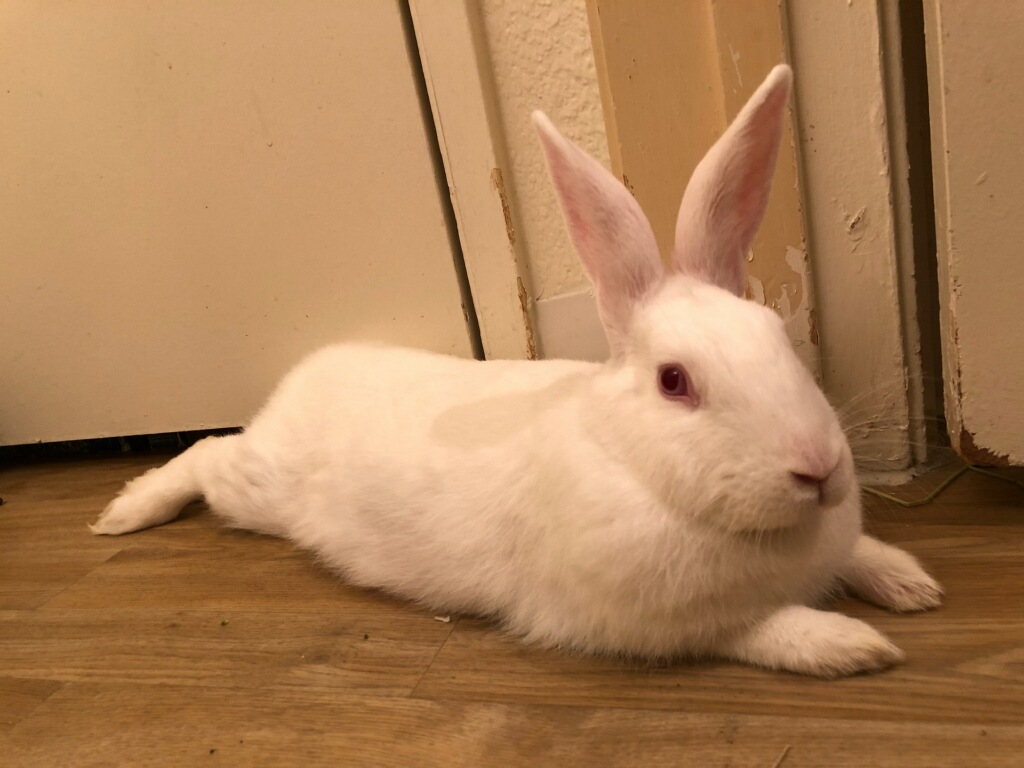 Tennaya Sweet bunny  needs vet care The Rabbit Haven